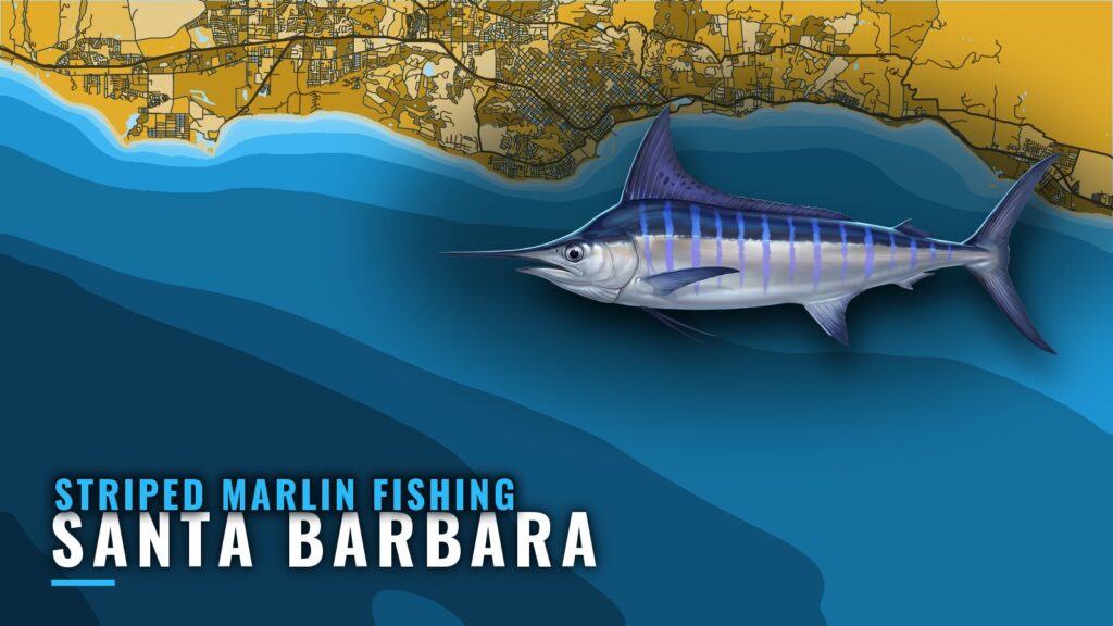 Striped Marlin Fishing out of Santa Barbara: Where to Run