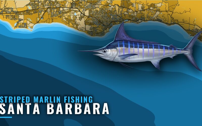 Striped Marlin Fishing out of Santa Barbara: Where to Run