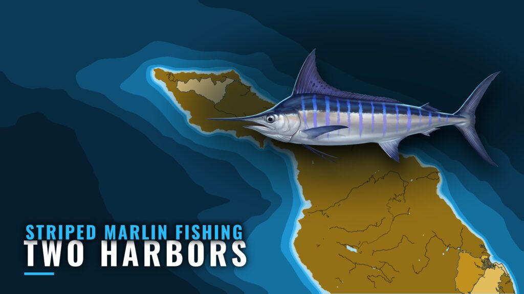 Striped Marlin Fishing Out of Two Harbors, Catalina