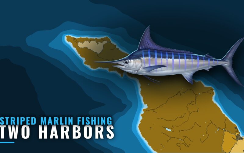 Striped Marlin Fishing Out of Two Harbors, Catalina