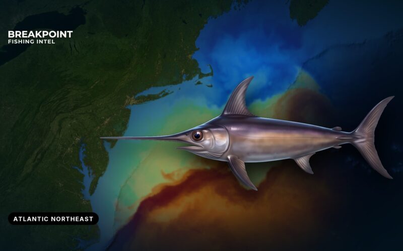 Swordfish Fishing in the Atlantic Northeast: Canyon Guide