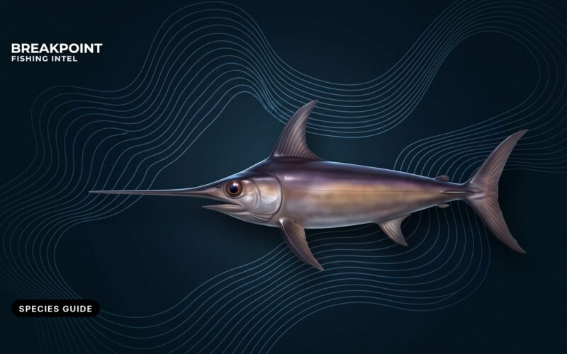 Swordfish Fishing Guide: Day Drops, Night Drifts and Rules