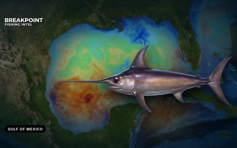 Swordfish Fishing in the Gulf of Mexico: Water, Rigs, Rules