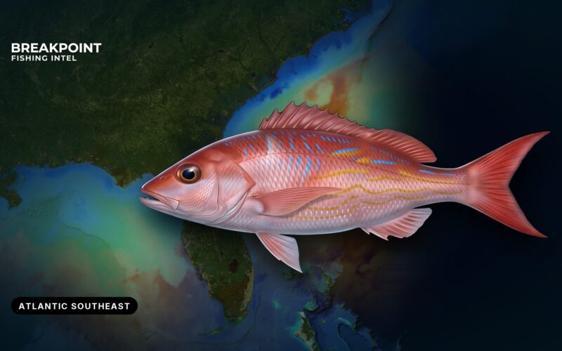 Vermilion Snapper Fishing in the Atlantic Southeast