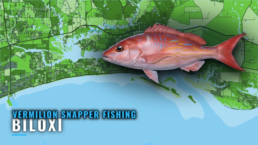 Vermilion Snapper Fishing Out of Biloxi: Where Boats Run