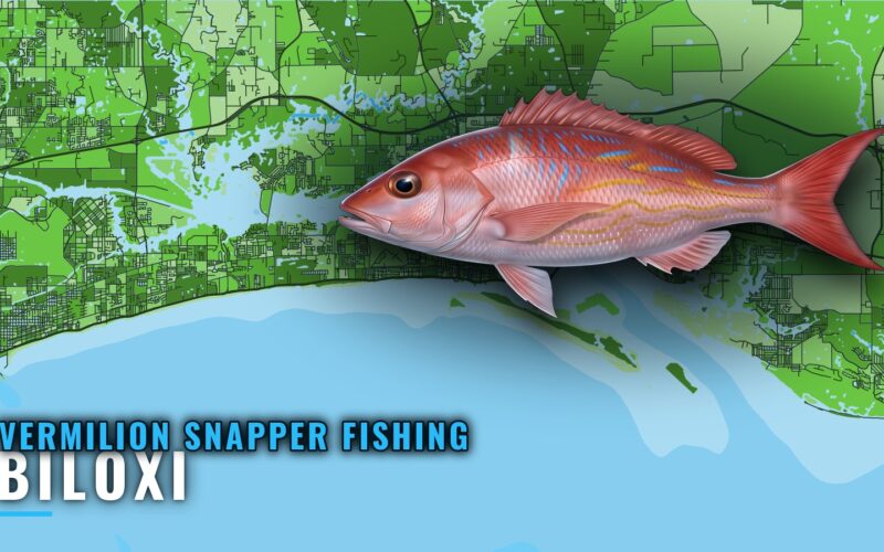 Vermilion Snapper Fishing Out of Biloxi: Where Boats Run