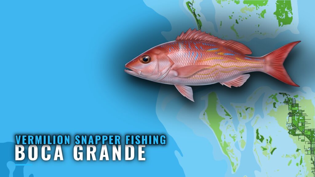 Vermilion Snapper Fishing Out of Boca Grande: 8 Reefs