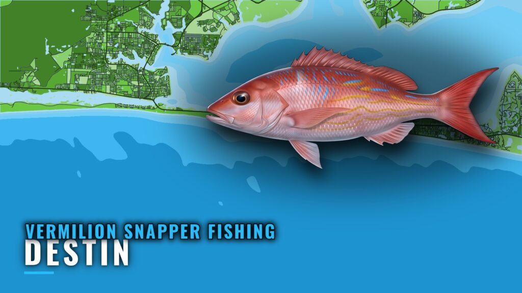 Vermilion Snapper Fishing Out of Destin: Grounds and Run