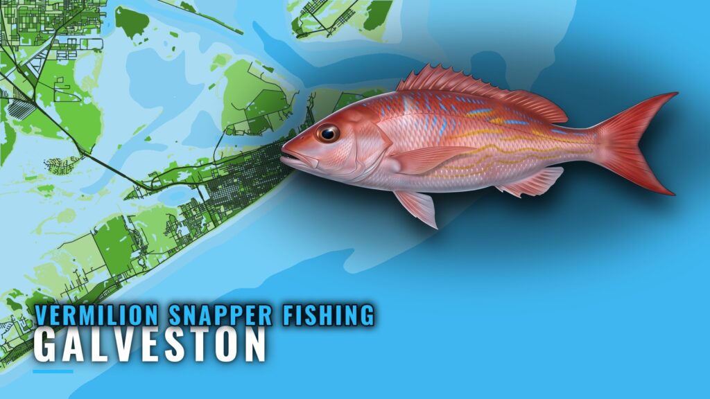 Vermilion snapper fishing out of Galveston: runs and depths
