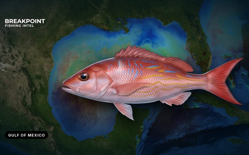 Vermilion Snapper Fishing in the Gulf of Mexico: A Guide