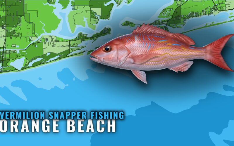 Vermilion Snapper Fishing Out of Orange Beach, AL