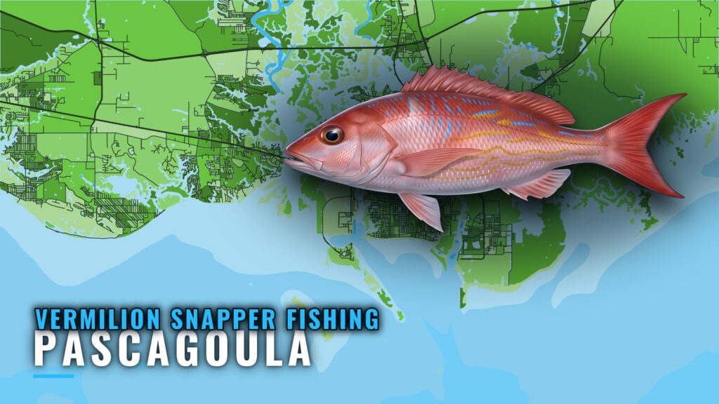 Vermilion Snapper Fishing out of Pascagoula: Reefs and Runs