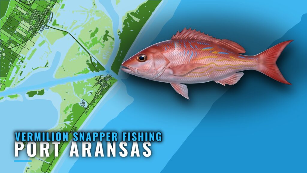 Vermilion Snapper Fishing Out of Port Aransas: Reefs