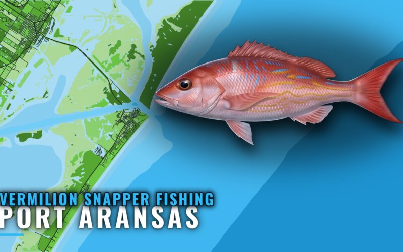 Vermilion Snapper Fishing Out of Port Aransas: Reefs