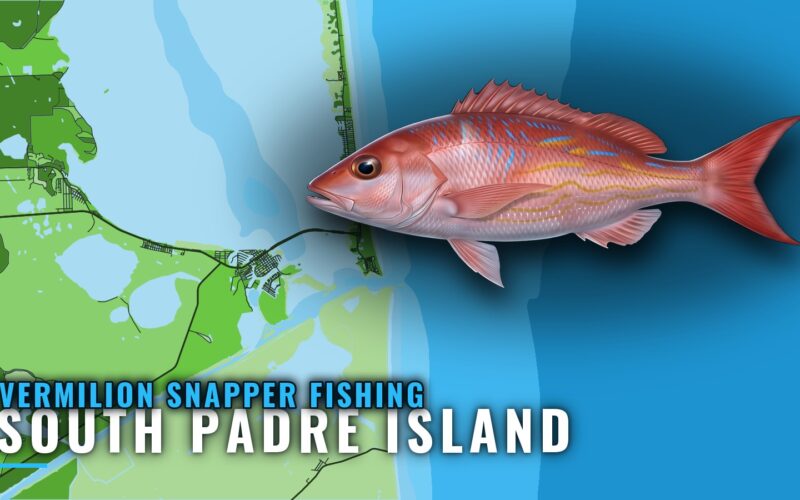 Vermilion Snapper Fishing Out of South Padre Island