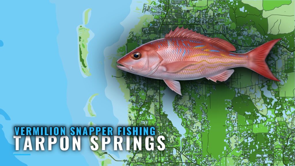 Vermilion Snapper Fishing Out of Tarpon Springs, Florida