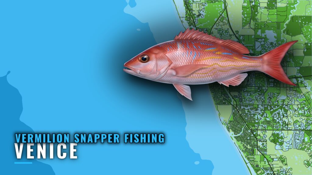 Vermilion Snapper Fishing Out of Venice: Reefs and Runs