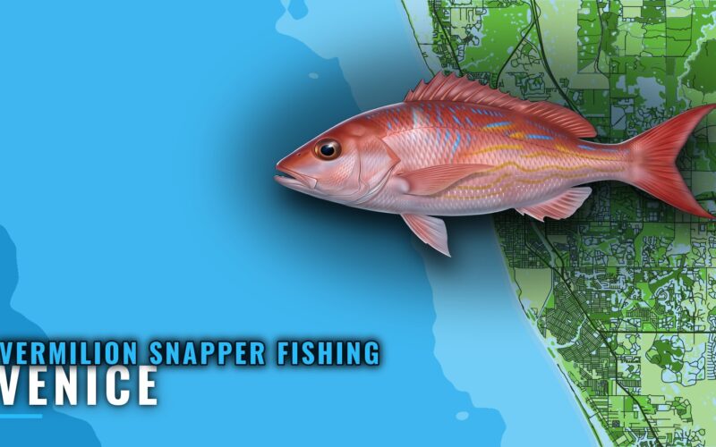 Vermilion Snapper Fishing Out of Venice: Reefs and Runs