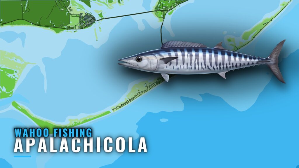 Wahoo Fishing Out of Apalachicola: Season, Run and Reefs
