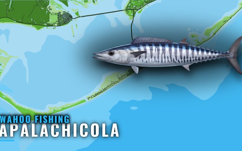 Wahoo Fishing Out of Apalachicola: Season, Run and Reefs