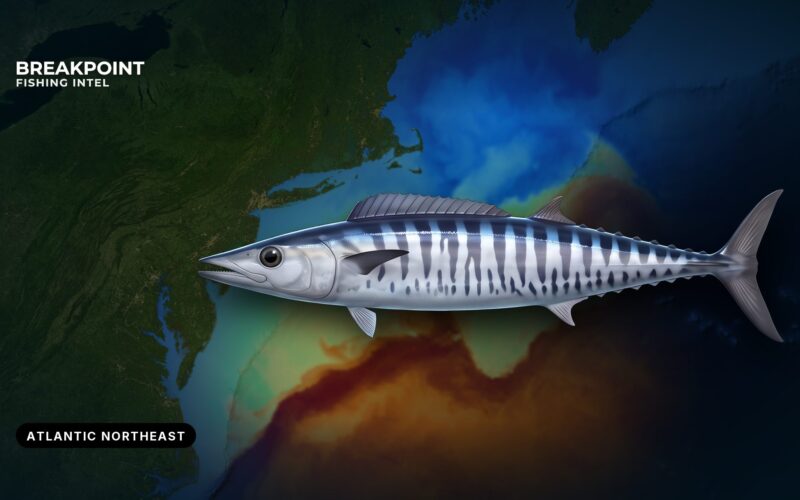 Wahoo Fishing in the Atlantic Northeast: Canyons and Rules