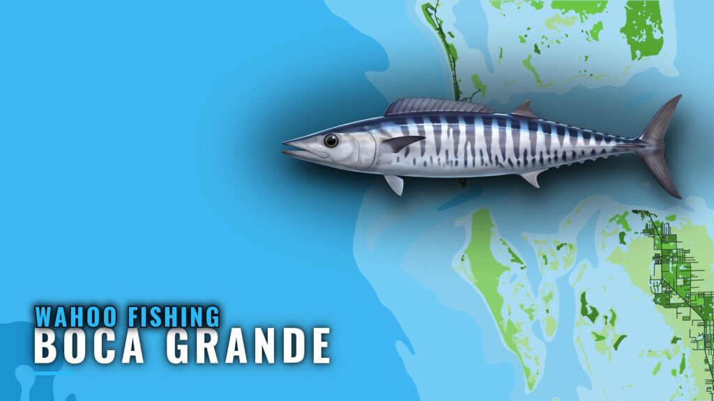 Wahoo Fishing Out of Boca Grande: Runs, Reefs, Methods