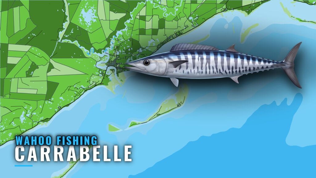 Wahoo Fishing out of Carrabelle: Reefs, Towers and Months