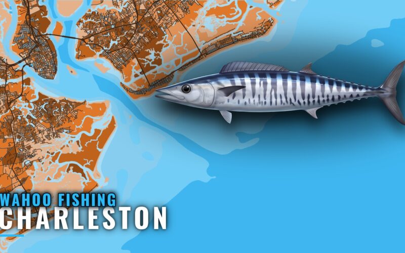 Wahoo Fishing out of Charleston: Run, Charters, Tournament