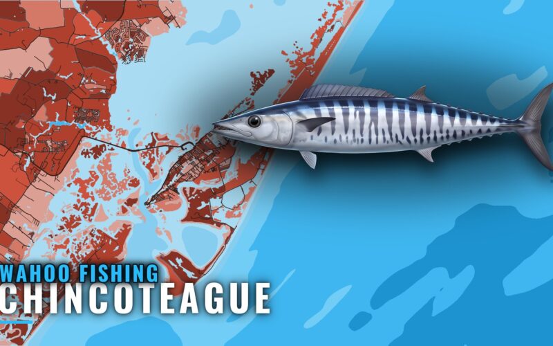 Wahoo Fishing Out of Chincoteague: Canyons and Grounds
