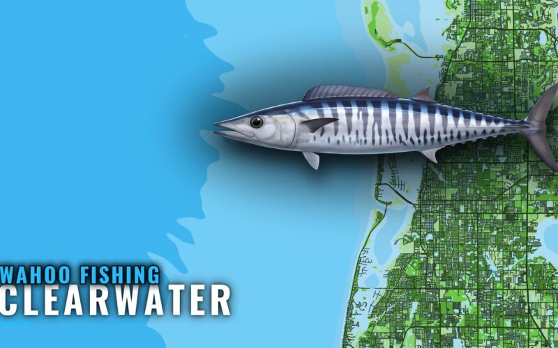 Wahoo Fishing Out of Clearwater: The Run and the Marks