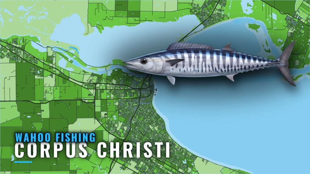 Wahoo Fishing out of Corpus Christi: Reefs, Rigs, Runs