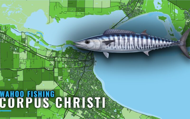 Wahoo Fishing out of Corpus Christi: Reefs, Rigs, Runs