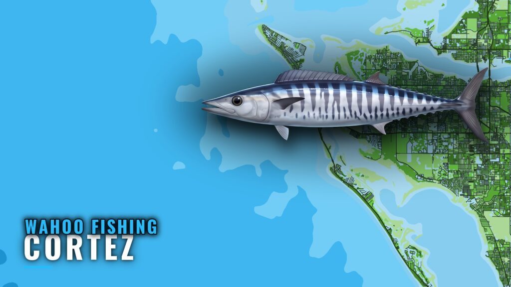 Wahoo Fishing out of Cortez: Reefs, Ledge and Run Distances