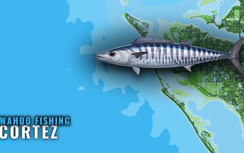 Wahoo Fishing out of Cortez: Reefs, Ledge and Run Distances