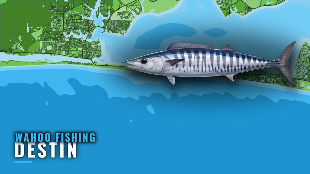 Wahoo Fishing Out of Destin: Season, Depths and Structure