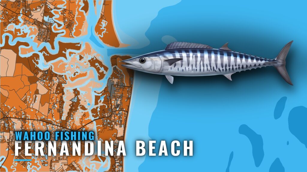 Wahoo Fishing Out of Fernandina Beach: Season and Grounds
