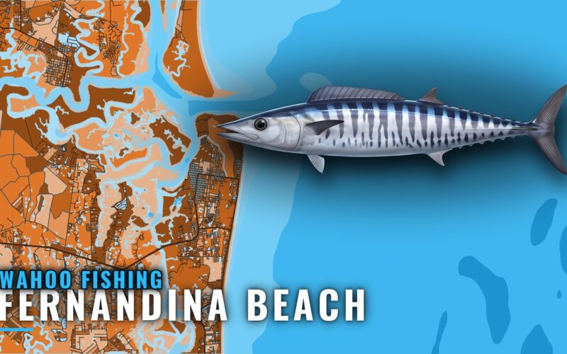 Wahoo Fishing Out of Fernandina Beach: Season and Grounds