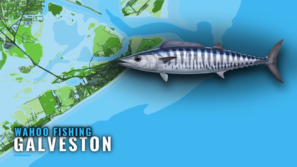 Wahoo Fishing Out of Galveston: Season, Runs and Rigs