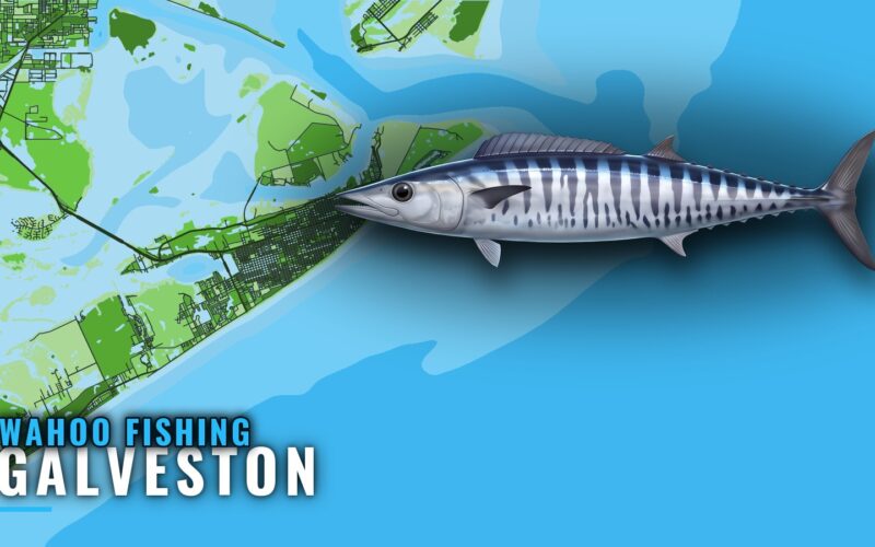Wahoo Fishing Out of Galveston: Season, Runs and Rigs