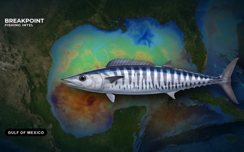 Wahoo Fishing in the Gulf of Mexico: Water, Rigs and Rules