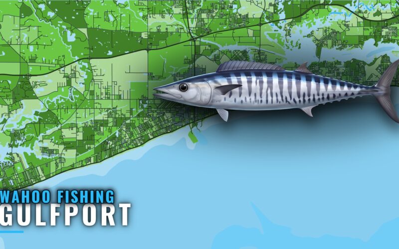 Wahoo Fishing Out of Gulfport: Season, Run and Grounds