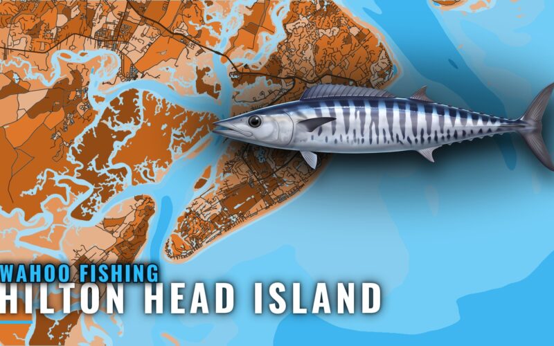 Wahoo Fishing out of Hilton Head Island: Season and Grounds