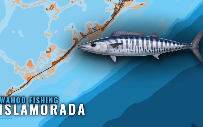 Wahoo Fishing Out of Islamorada: Where, When and How