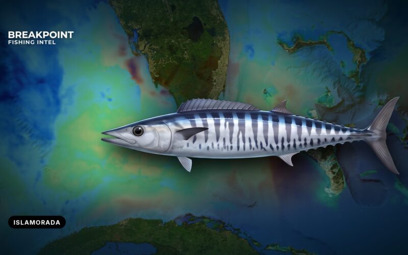 Wahoo Fishing at the Islamorada Humps: A Local Guide