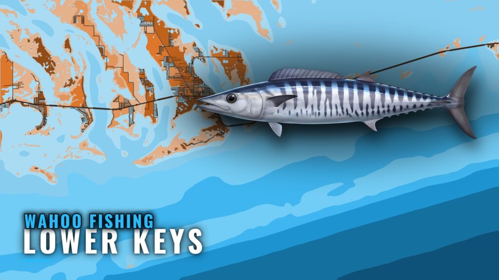 Wahoo Fishing out of the Lower Keys: Grounds, Season, Runs