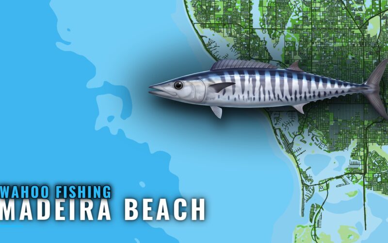 Wahoo Fishing Out of Madeira Beach: Distance, Depth, Spread
