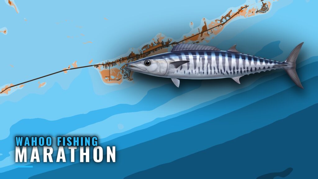 Wahoo Fishing Out of Marathon: Season, Grounds and Charters
