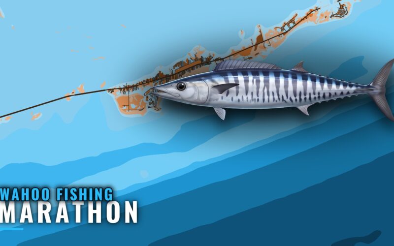 Wahoo Fishing Out of Marathon: Season, Grounds and Charters