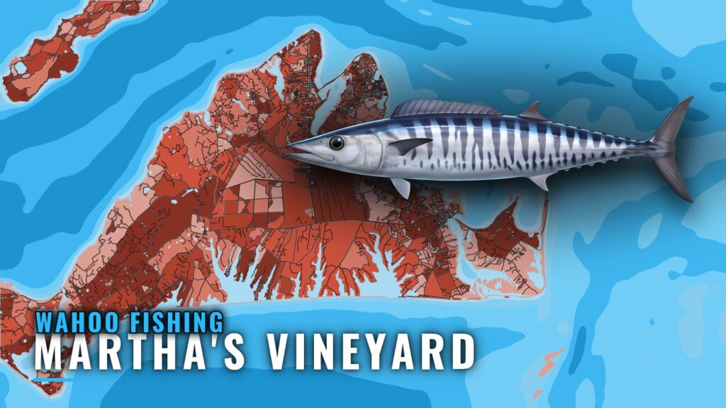 Wahoo Fishing Out of Martha’s Vineyard: Season and Canyons