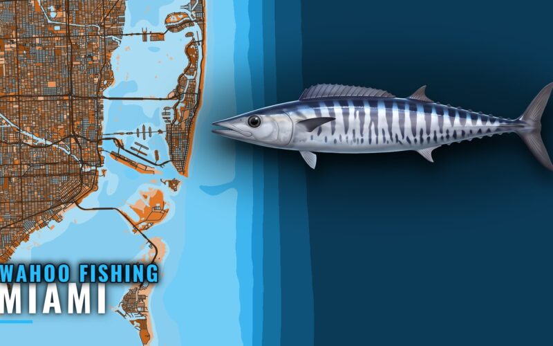 Wahoo Fishing Out of Miami: Grounds, Runs and Charters